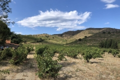Vineyards and rolling hills of Clos des Pauliles